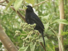 Frutero negro/White-lined Tanager