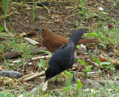 Frutero negro/White-lined Tanager