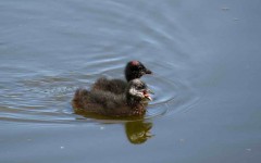 Gallareta ligas rojas/Red-gartered Coot