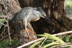 Garcita azulada/Striated Heron