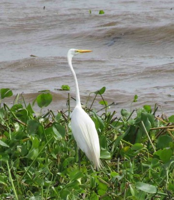 Garza blanca/Great Egret