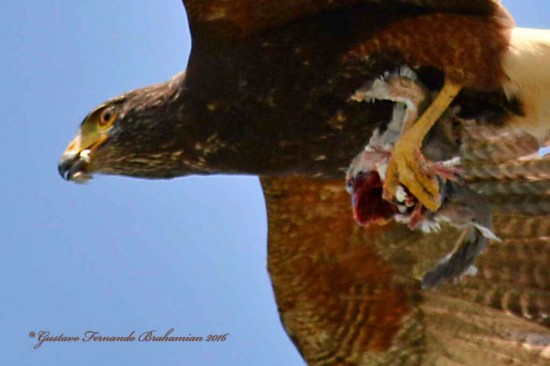 Gavilán mixto/Harris's Hawk