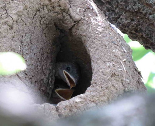 Golondrina parda/Brown-chested Martin