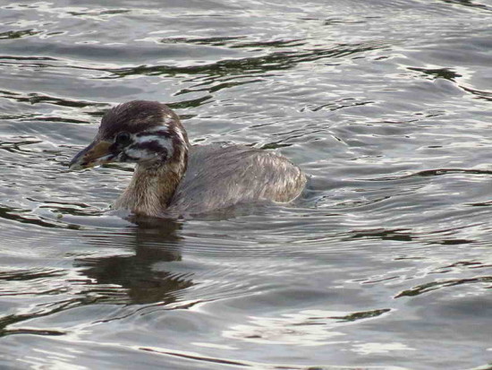 Macá pico grueso/(Pied-billed Grebe