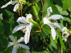 Pata de buey/Cow's foot