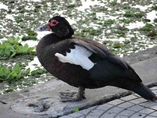 Pato criollo/Creole Duck