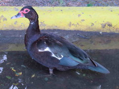 Pato criollo/Creole Duck