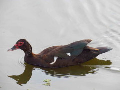 Pato criollo/Creole Duck