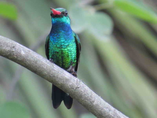 Picaflor común/Glittering-bellied Emerald