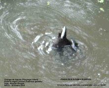 Pollona y tortuga/Gallinule and turtle