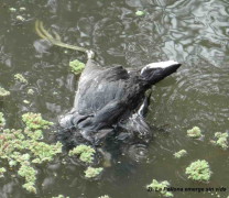 Pollona y tortuga/Gallinule and turtle