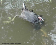 Pollona y tortuga/Gallinule and turtle