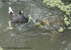 Pollona y tortuga/Gallinule and turtle