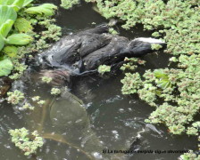 Pollona y tortuga/Gallinule and turtle