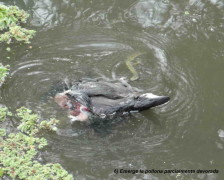 Pollona y tortuga/Gallinule and turtle