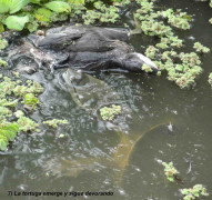 Pollona y tortuga/Gallinule and turtle