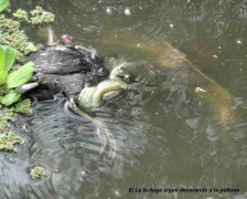 Pollona y tortuga/Gallinule and turtle