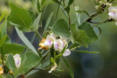 Poroto de río/Wild pea