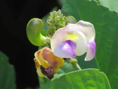 Poroto de río/Wild pea