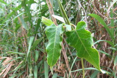 Tasi/Common moth vine