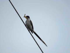 Tijereta/Fork-tailed Flycatcher