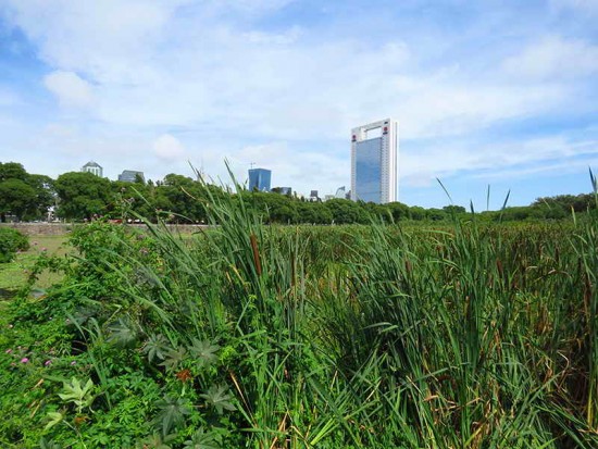 Vista Coipos/View of Coypu Pond