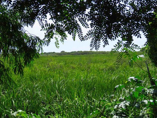 Vista Gaviotas/View of Gull Pond