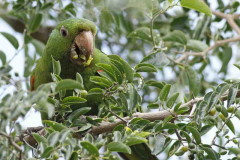 Calancate - Tala/White-eyed Parakeet Tala