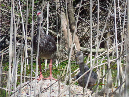 Chajá/Southern Screamer