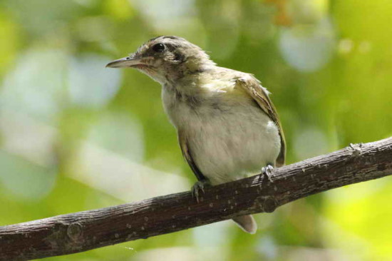 Chiví común/Red-eyed Vireo