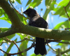 Frutero azul/Diademed Tanager