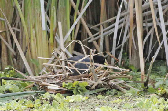 Gallareta ligas rojas/Red-gartered Coot