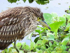 Garza bruja/Black-crowned Night-Heron