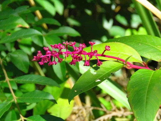 Hierba carmín/Pokeweed