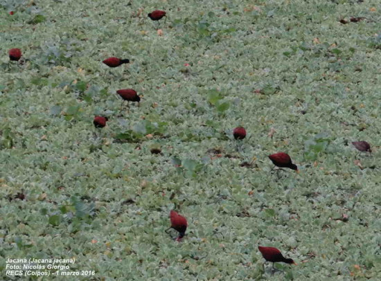 Jacana/Wattled Jacana