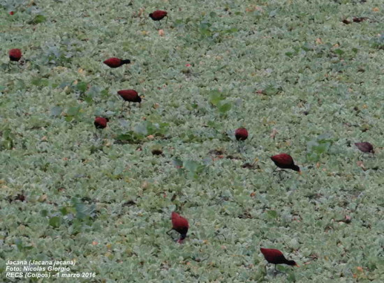 Jacana/Wattled Jacana