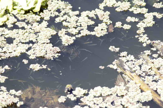 Madrecitas/Livebearers