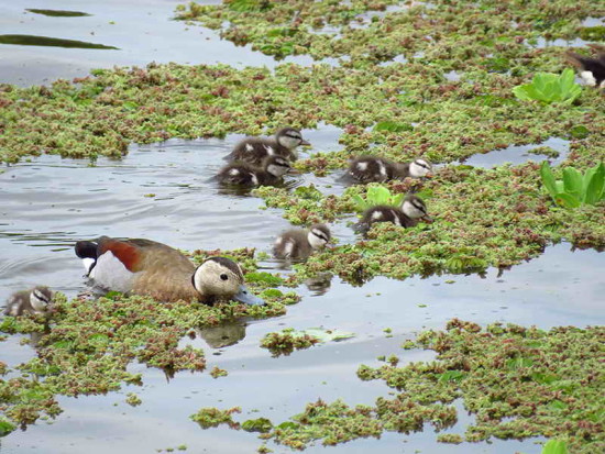 Pato de collar/Ringed Teal