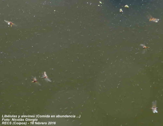 Madrecitas/Livebearers