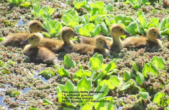 Pato picazo/Rosy-billed Pochard