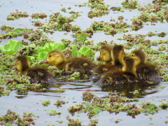 Pato picazo/Rosy-billed Pochard