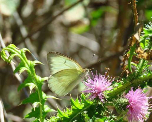 Pirpinto de la col/Great Southern White