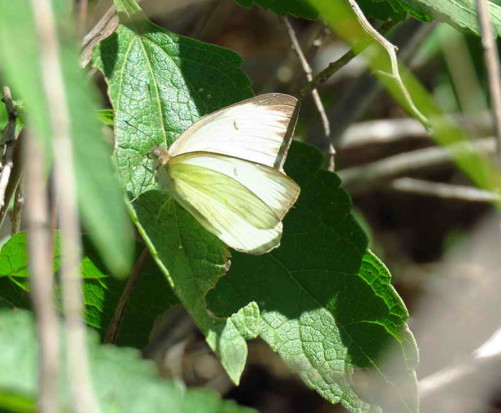 Pirpinto de la col/Great Southern White