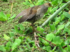 Pollona pintada/Rufous-sided Crake