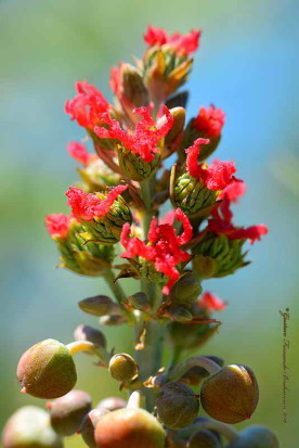 Ricino/Castor bean