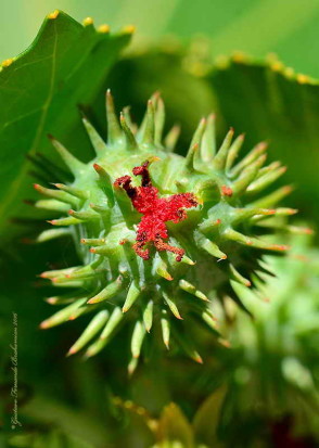 Ricino/Castor bean