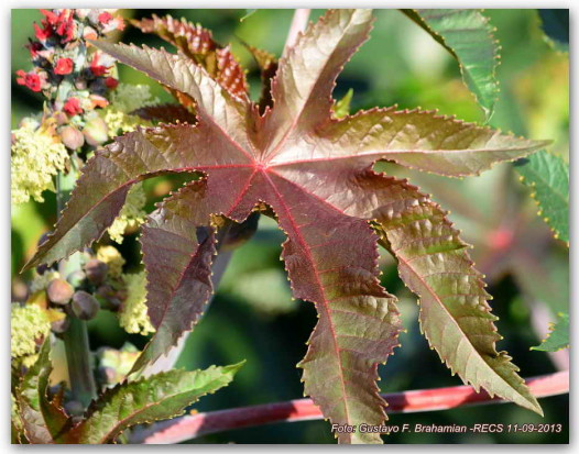 Ricino/Castor bean