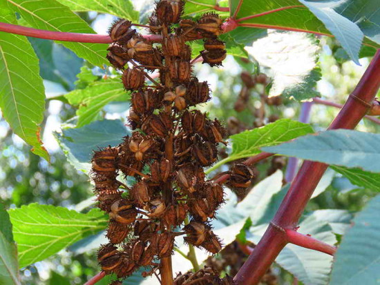 Ricino/Castor bean