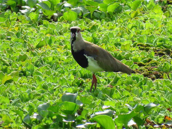 Tero común/Southern Lapwing