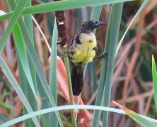 Varillero negro/Unicoloured Blackbird